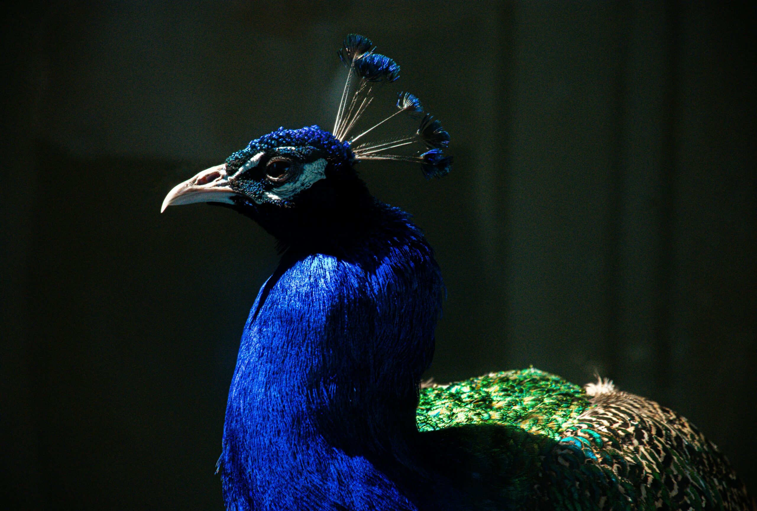 Toronto Zoo ranked as the most instagrammable zoo in Canada. Image by Andres Oropeza, Unsplash.